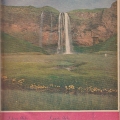 Fálkinn 1960